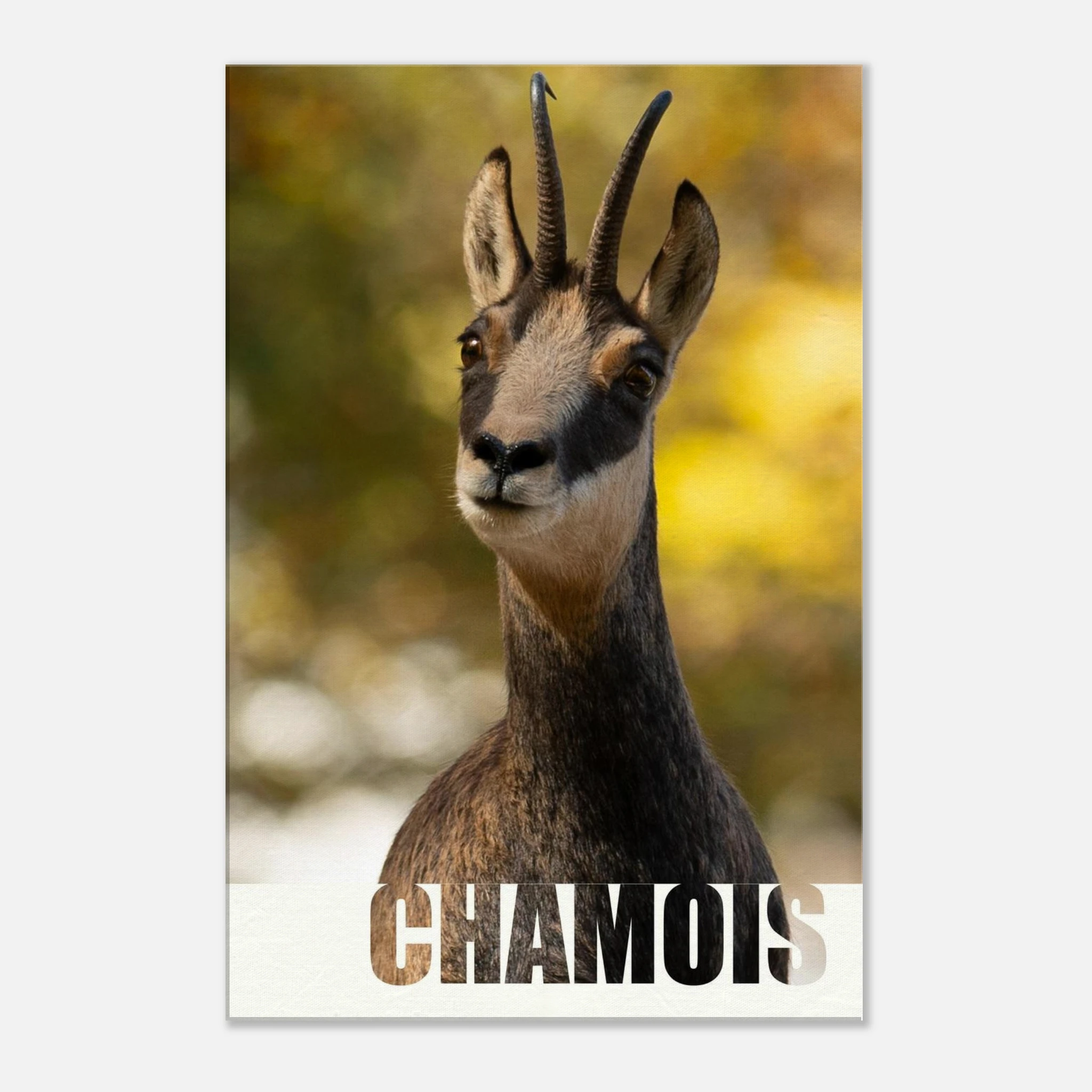 1b3b1490-ac8c-4656-9ea5-ae1fcde4eb3c