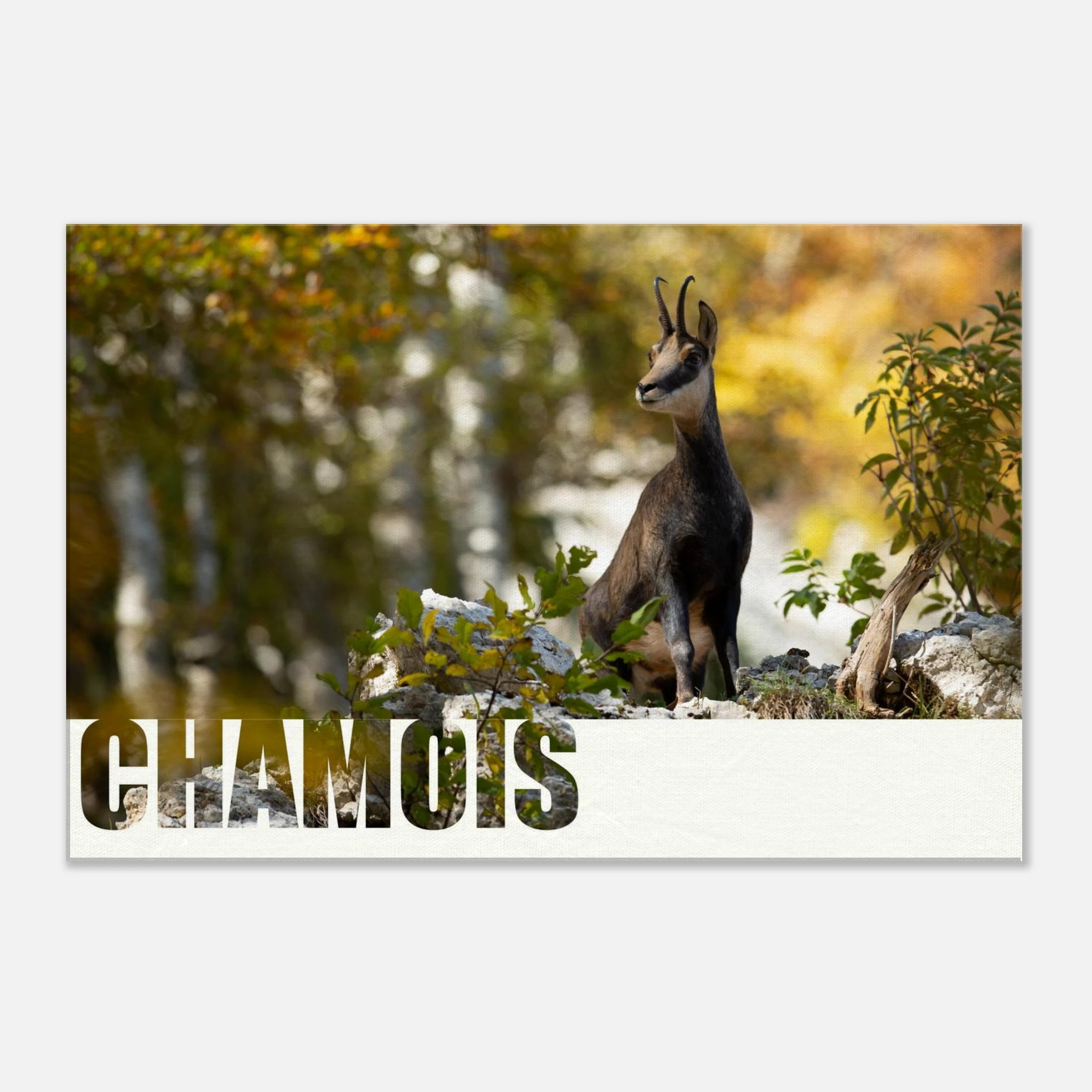 58641dc5-dc0f-4634-81ff-df6c7410620e