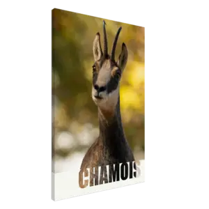 9cf9852c-ae6a-4a19-a6e3-23a5588c2645