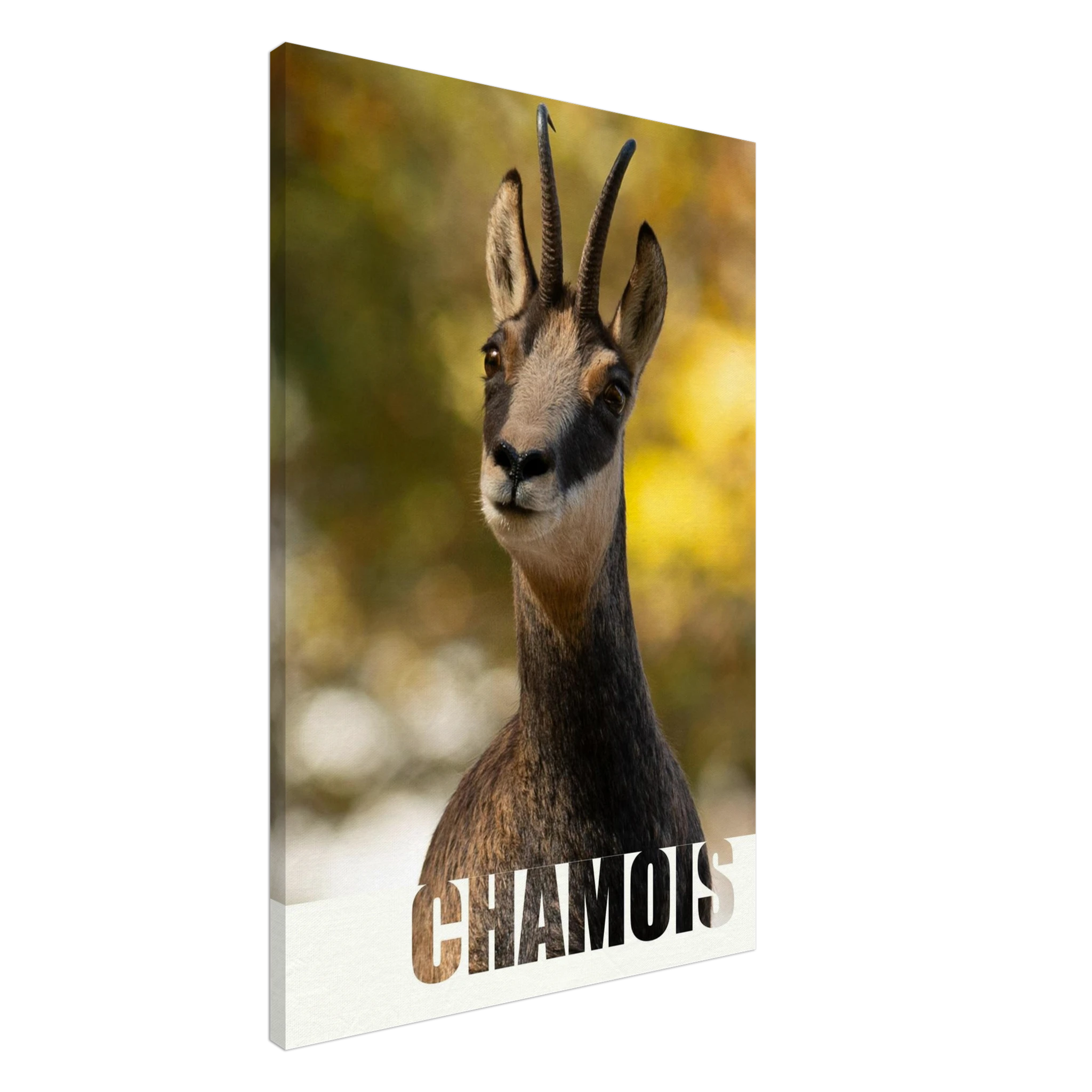 9cf9852c-ae6a-4a19-a6e3-23a5588c2645