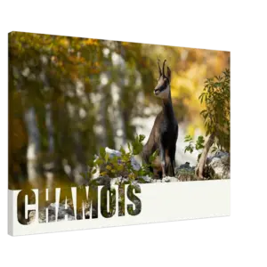 b6c9f55e-41d7-40d0-906a-1cbc887a7bb3