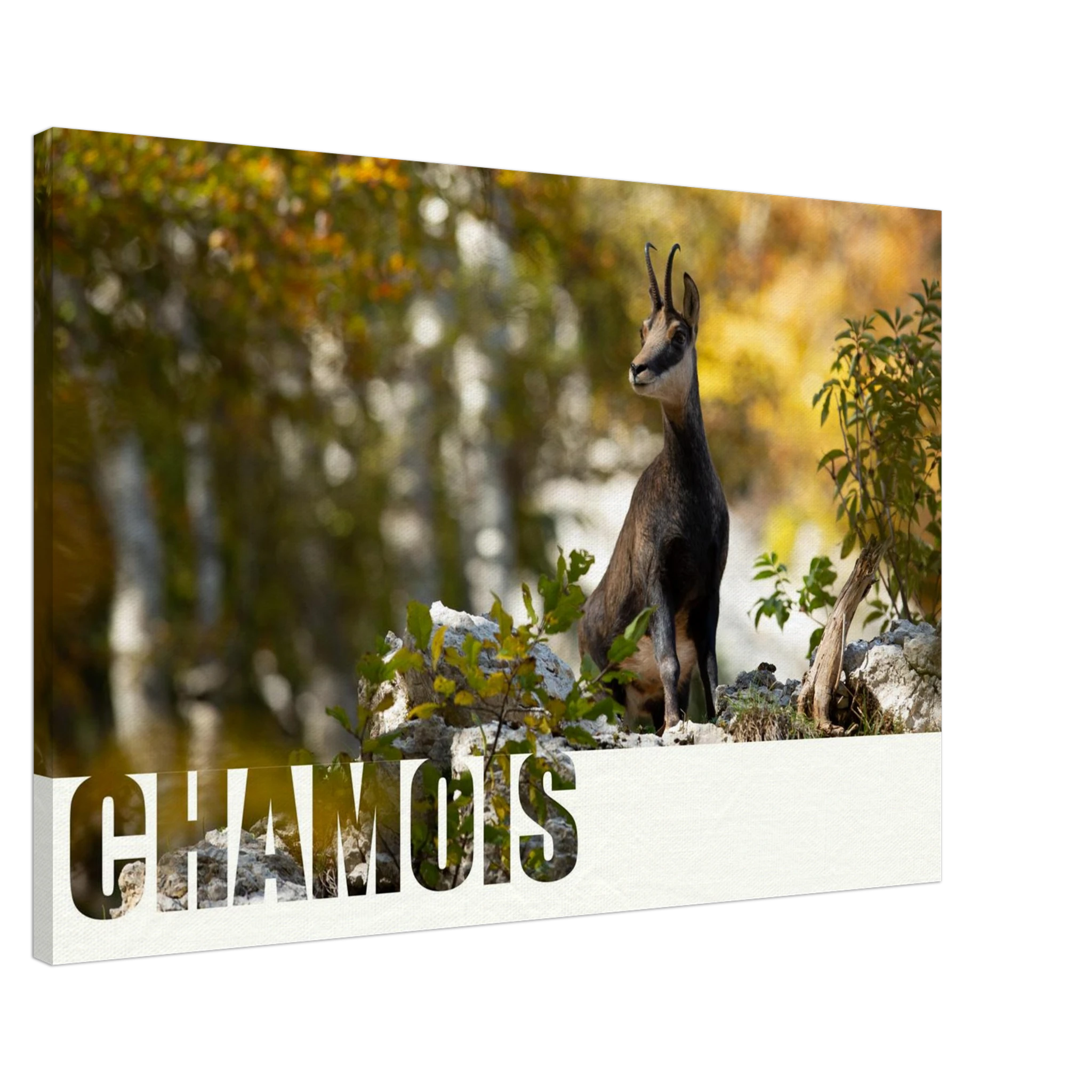 b6c9f55e-41d7-40d0-906a-1cbc887a7bb3